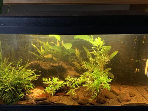 Back To Black I Havent Had A Tank In A While What Do You Think Of My Planted Blackwater Tank