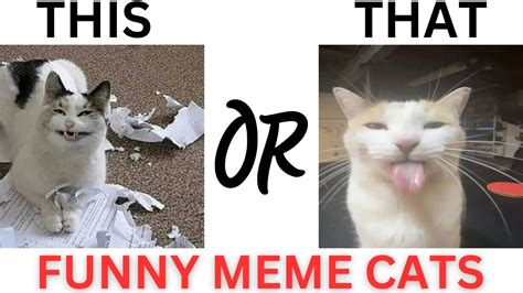 Funny Cat Face Memes This Or That Funny Cat Photos Youtube
