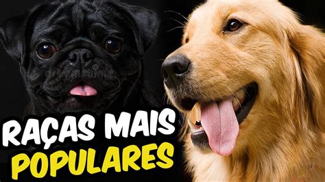 Top 10 Raças De Cachorro Mais Populares Do Brasil Youtube