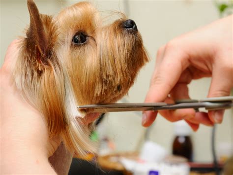 Get your pet looking their best! Dog Grooming, Pet Grooming, Cat Grooming