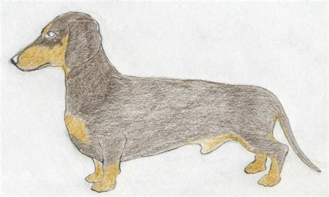 How To Draw A Dachshund Step By Step