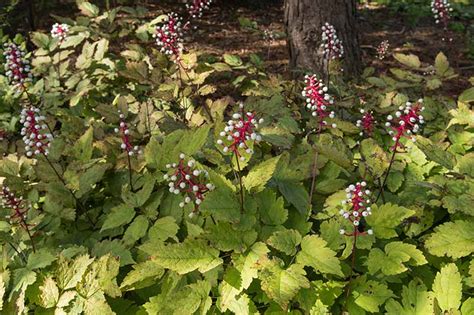 How To Grow And Care For Baneberry Shrubs Actaea