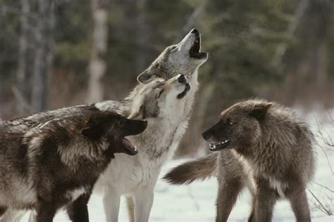 Wolf Packs Facts Information About The Members Of A Wolfpack