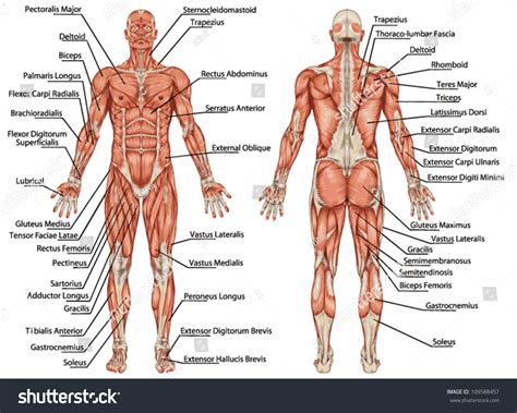 Anatomy Of Male Muscular System Posterior And Anterior View Full Body