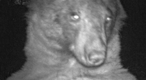 Wildlife Camera Captures Hundreds Of Adorable Bear Selfies