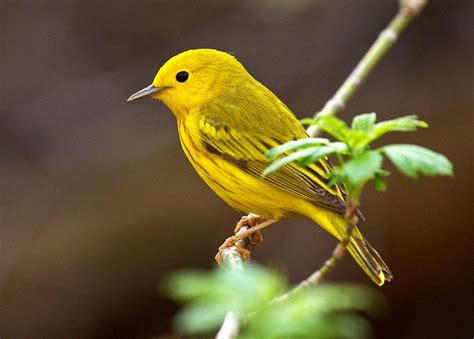 25 Small Yellow Birds You Should Know Birds And Blooms