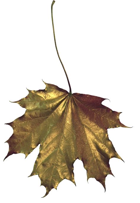 Free Hd Leaves Png Format