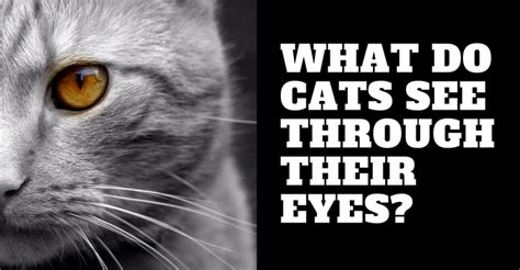 What Do Cats See Through Their Eyes Mysterious Feline Vision