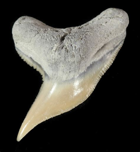 Fossil Tiger Shark Tooth Lee Creek Aurora Nc For Sale 47662