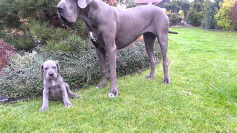 I have 2 great dane puppies for sale come with shots dewormed and vet checked bag of food both males black and white male sold. Vrh E - nar. 1.9.2013 - 6 týdnů - Great Dane puppies for ...