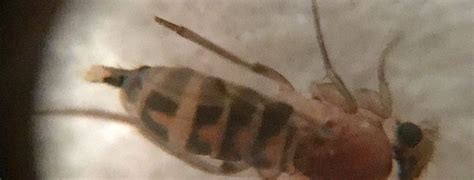 Scuttle Fly Pest Control Canada