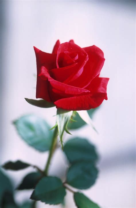 Symbol Of Love Original Usda Caption “a Red Rose Symbol Flickr