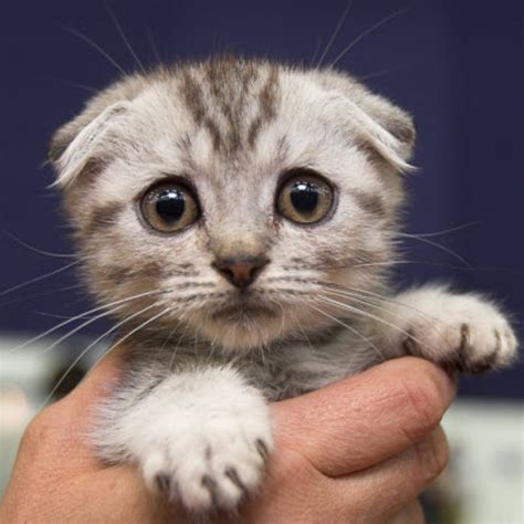 Scottish Fold Kitten 19th October 2015 We Love Cats And Kittens