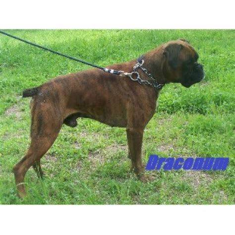 We take honor in our boxer puppies are very socialized and loved,they are just waiting for you! Steel Blade Euros, Boxer Breeder in Priest River, Idaho