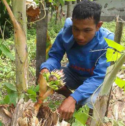 Pada umumnya pisang hanya berbuah 1 kali tapi kali ini aneh tapi nyata pisang berbuah 2 kali karena sangat jarang. Langka, Ada Pohon Pisang Berbuah Dua Kali - Daerah JPNN.com