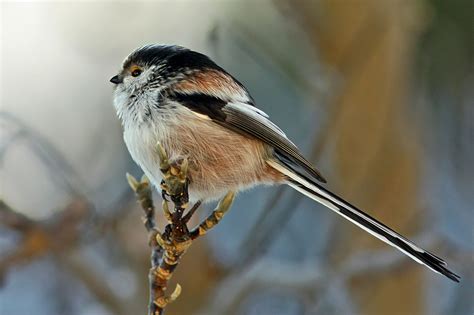 Schwanzmeise Lbv Gemeinsam Bayerns Natur Schützen