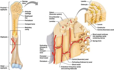 They are one of five types of bones: Schematic diagram of long bone cross section [47 ...