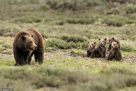 incredible wild grizzly bear becomes world famous after giving birth to four cubs at the age of 24