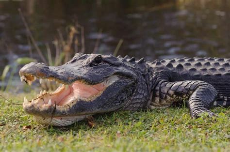 Swamp People On The History Channel In 2018 Filmed With Alligator