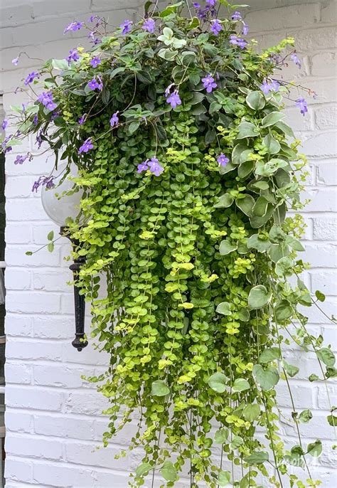 Diy Hanging Basket Plant For Shade Plant Flowers