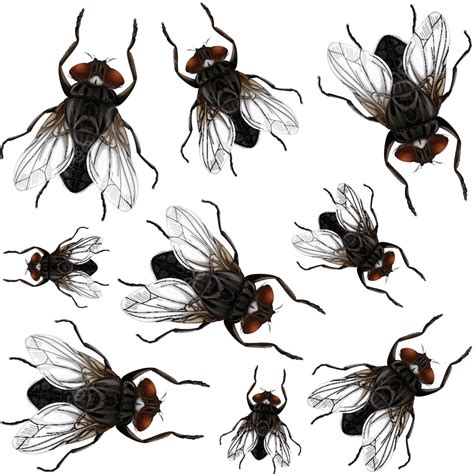 Many Fly On White Background Drawing Insect Fly Vector Drawing Insect
