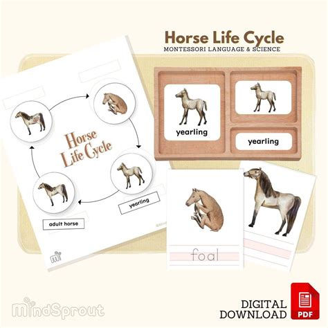 Life Cycle Of Horse Montessori Language Horse Life Cycle Etsy