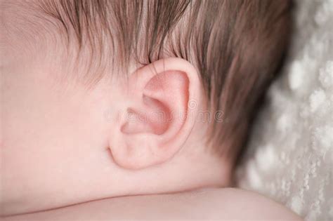 Close Up Shot Of A Newborn Baby S Ear Stock Photo Image Of Macro