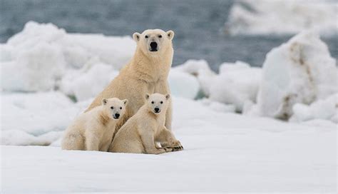 Polar Bears Could Go Extinct By Current Affairs Ca Daily Updates