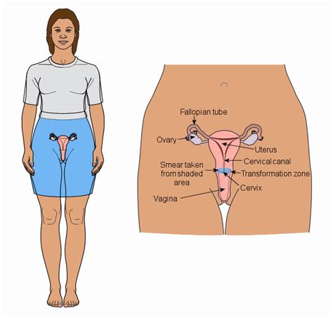 Vocabulary exercises to help learn words for parts of the body. Cervical Smear Tests: What Women Need to Know - English version | HealthEd