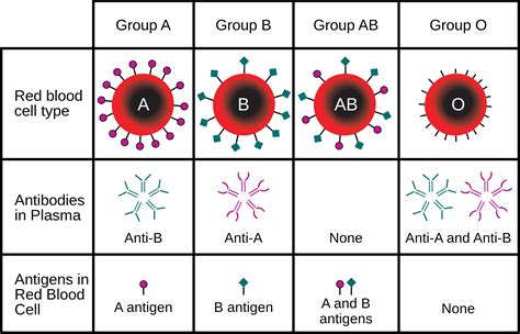 Abo And Rh Blood Grouping