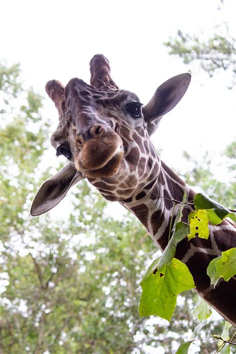 Riverbanks Zoo Giraffe Monica Wellman Flickr