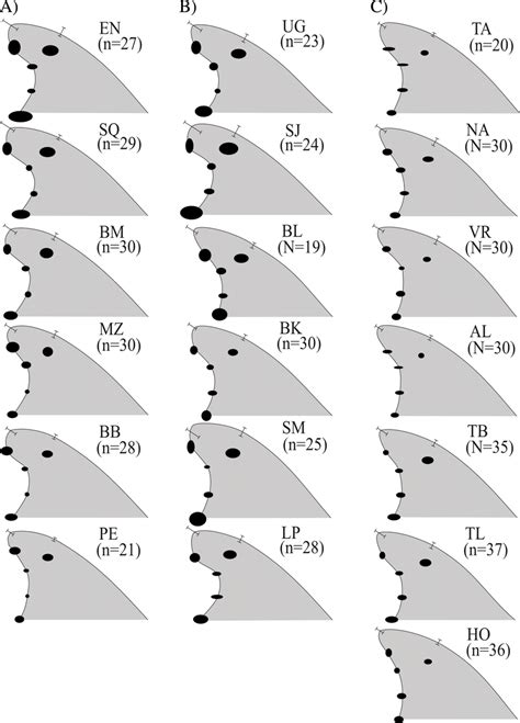 Median Dorsal Fin Contours By Study Areas N 533 Dorsal Fins