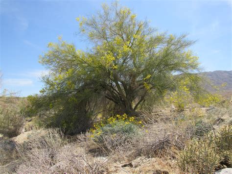 Flowering Trees And Shrubs Of The Colorado Desert