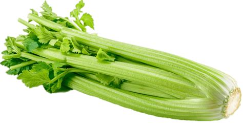 Celery Png