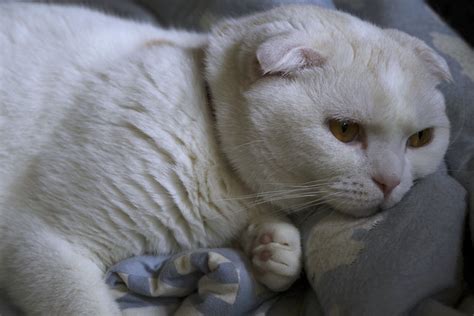 Some scottish fold cats have straight pointed ears. Scottish Fold Cat Pictures and Information - Cat-Breeds.com
