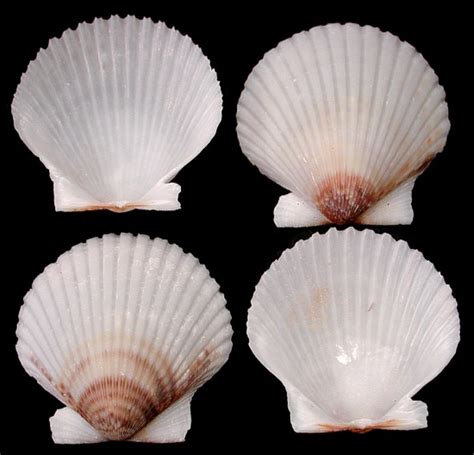 Scallop Shells Many Varieties And Sizes