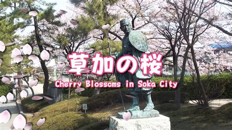 草加の桜 Cherry Blossoms In Soka City Youtube