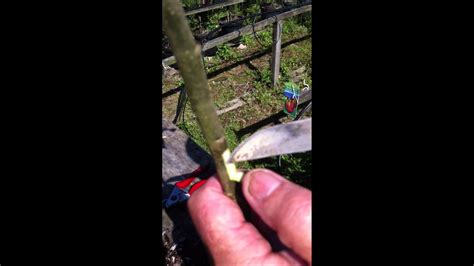 Grafting Fruit Trees By Chip Budding Youtube