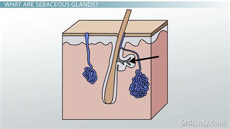 Sabaceous Glands Definition Location And Examples Lesson