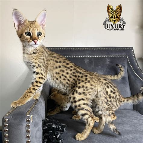 F1 Savannah Kitten Male Luxury Savannahs
