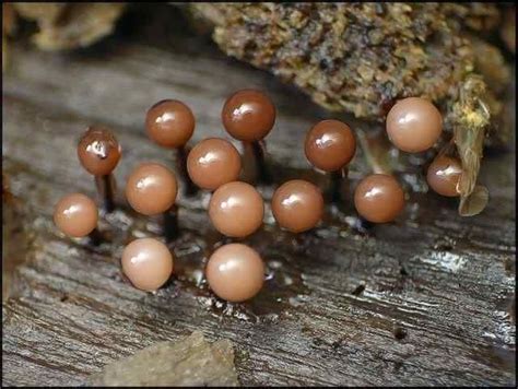 Os Mais Incríveis Fungos E Líquens Da Natureza Lichen Moss Organic