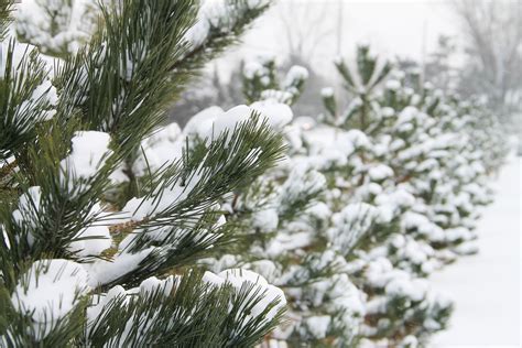 Free Stock Photo Of Row Of Pine Trees Covered In Snow