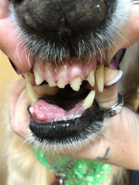 Lloyds Story Canine Oral Squamous Cell Carcinoma Managed With