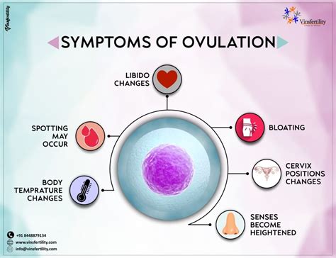 Ovulation Symptoms 7 Signs Of Ovulation Vinsfertility Com