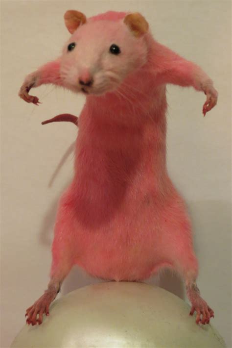 Bubblegum Pastel Pink Rat Taxidermy Scary Not Scary Etsy