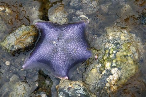 Purple Starfish From Sandspit Bc Canada Photograph By Elizabeth Rose