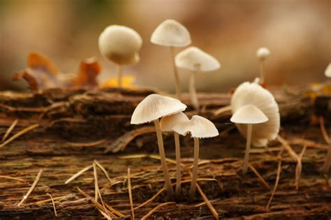 Little White Mushrooms Flickr Photo Sharing