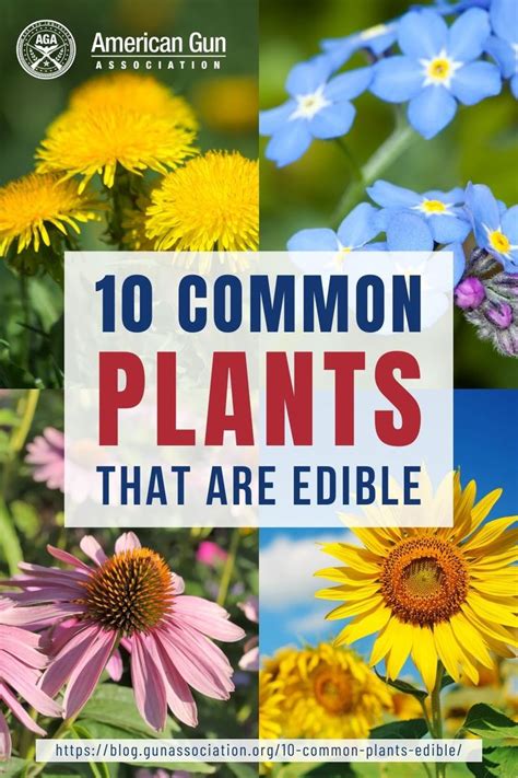 Not All Plants Are Safe To Eat And It Is Not Advised To Eat Any Plants