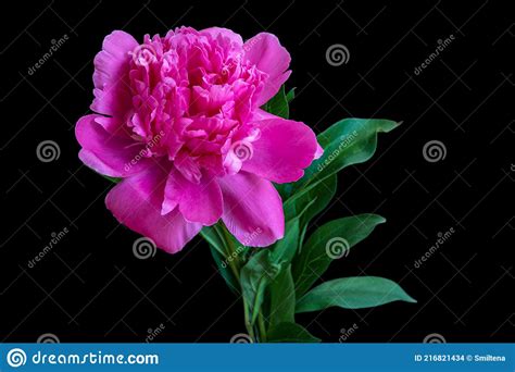 Blooming Pink Peony On Black Background Stock Photo Image Of Design
