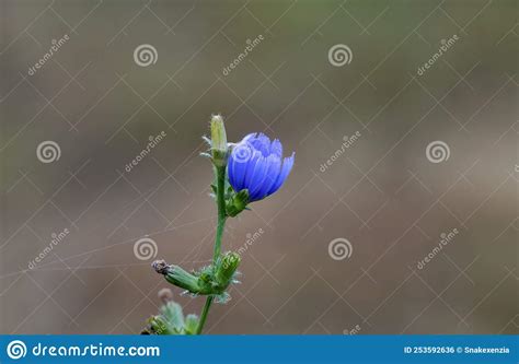 Wild Blue Flower It Grows In Biotopes Meadows And Woods Flower Named
